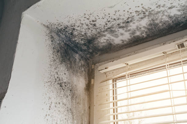 Affordable Black Mold Remediation solutions in Vine Grove, KY